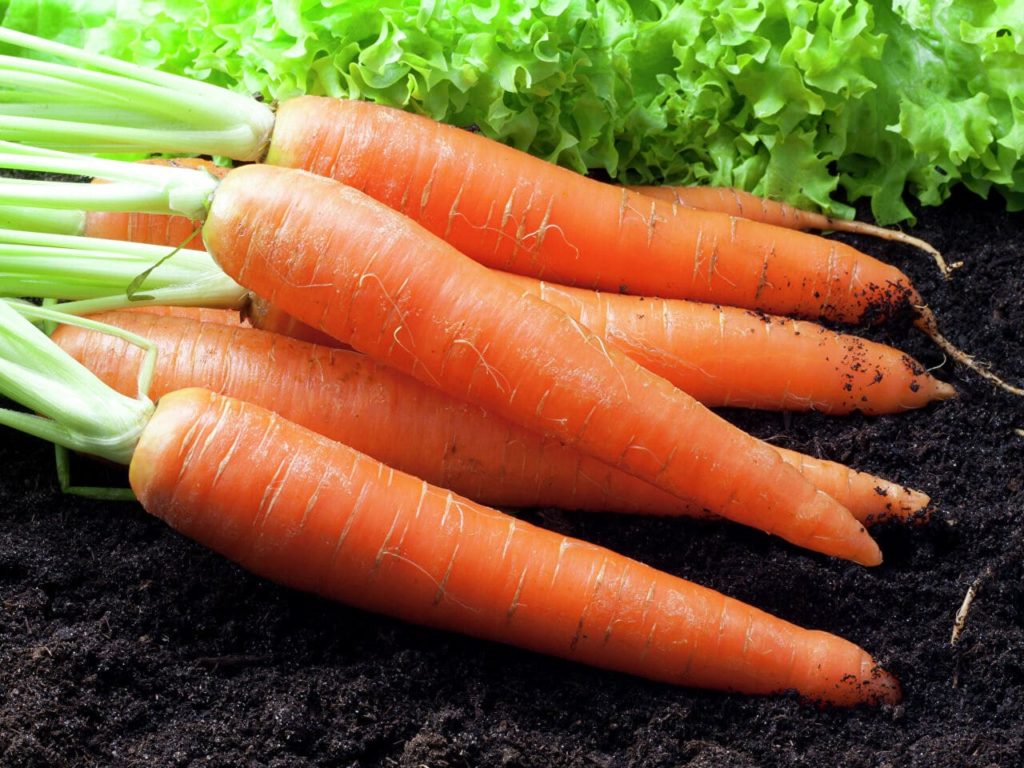 Стоимость моркови