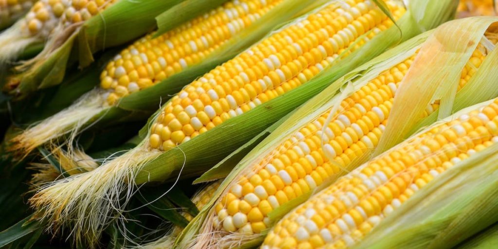 Стоимость кукурузы