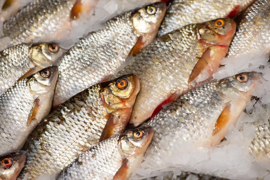 Стоимость свежей рыбы